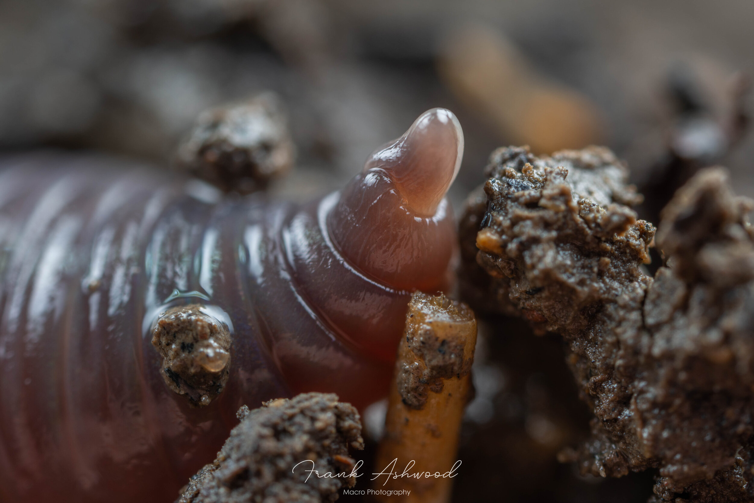 SciComm — Frank Ashwood